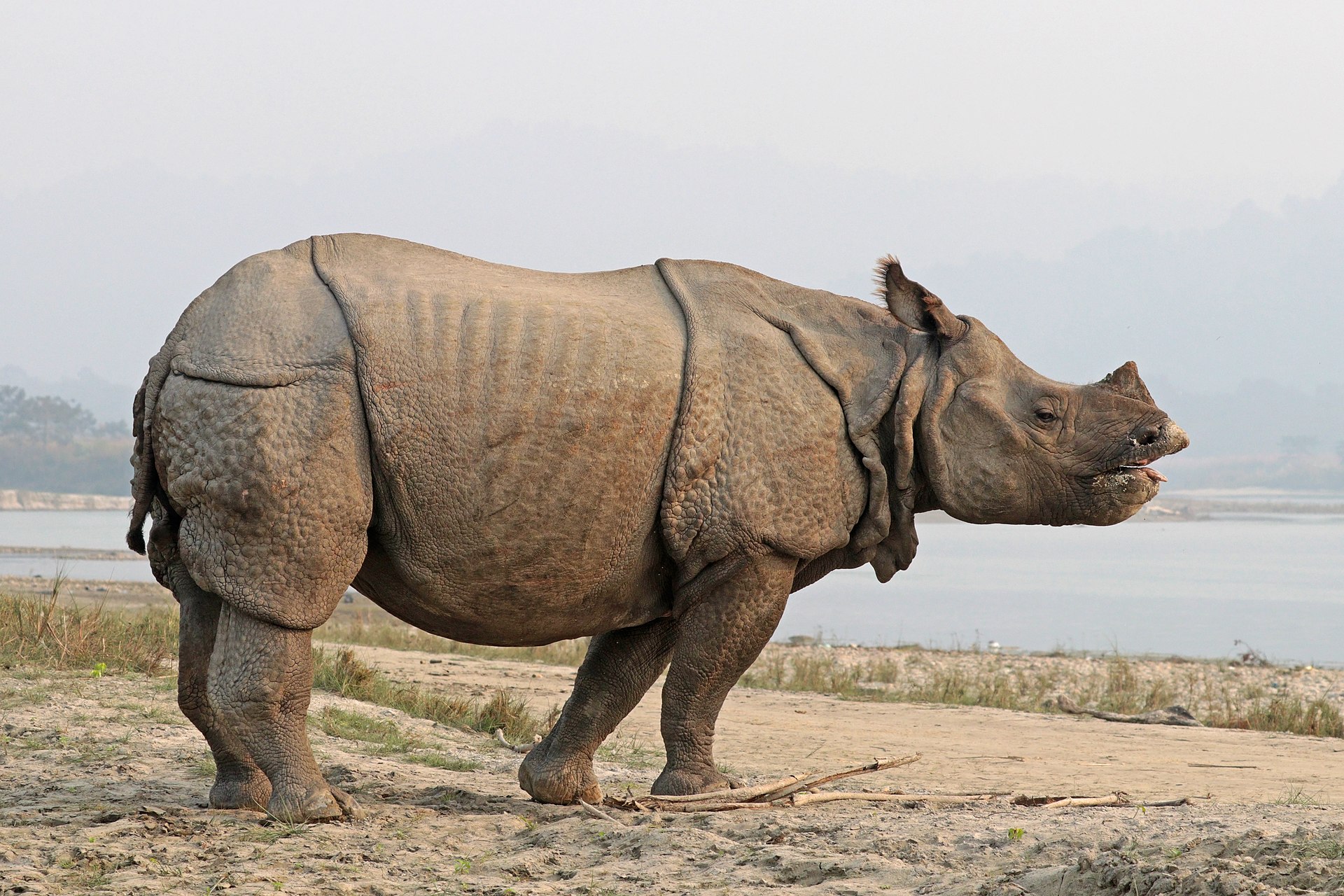 Chitwan Wildlife Experience